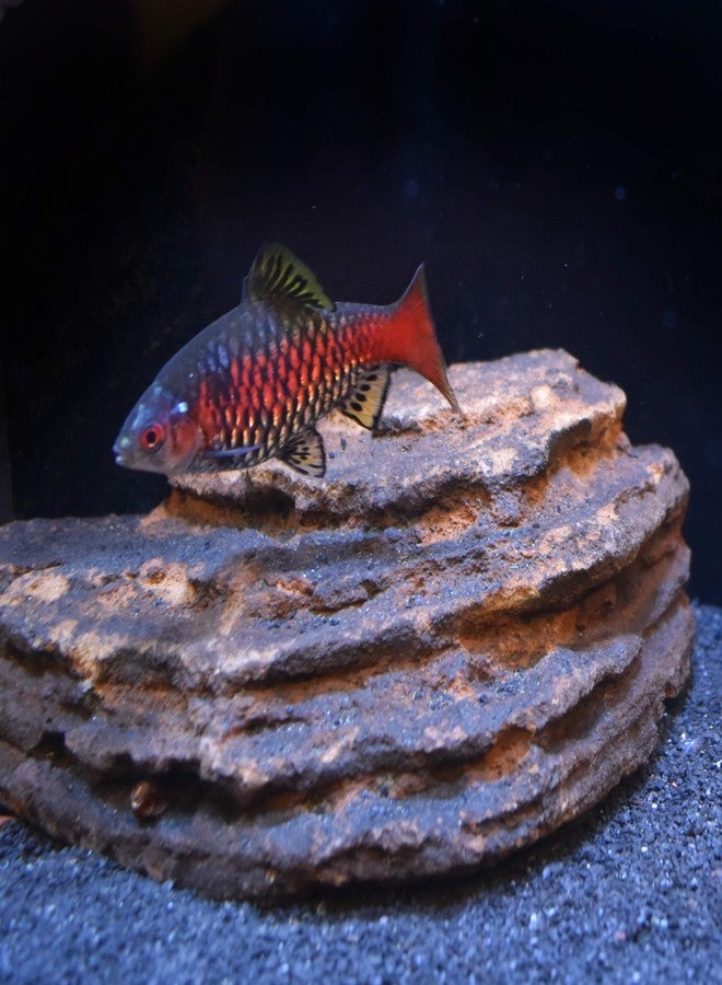 Seachem Neutral Regulator, 50 g / 1.8 oz - Image 3